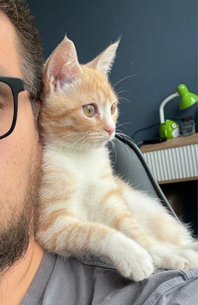 Фото В Новосибирске опубликованы кадры питомцев в День рыжего кота 17